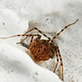 macro spider ragno